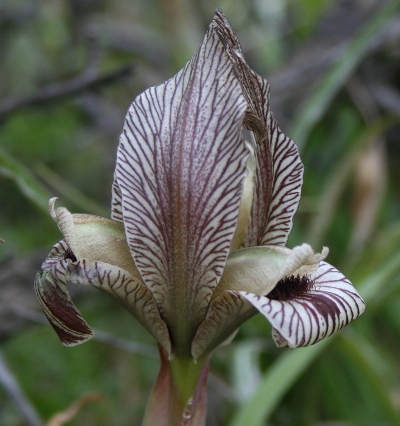 Iris acutiloba ssp acutiloba